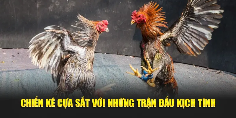 Chiến kê cựa sắt với những trận đấu kịch tính