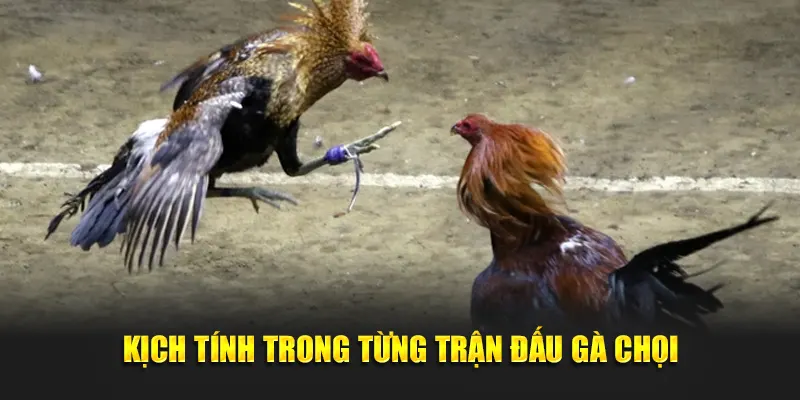 Kịch tính trong từng trận đấu gà chọi