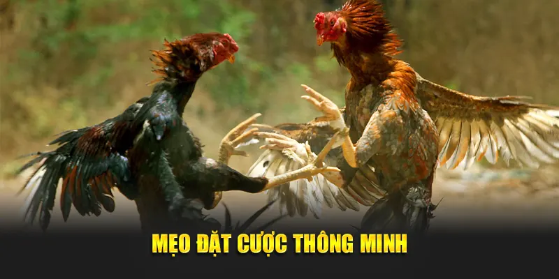Mẹo đặt cược thông minh