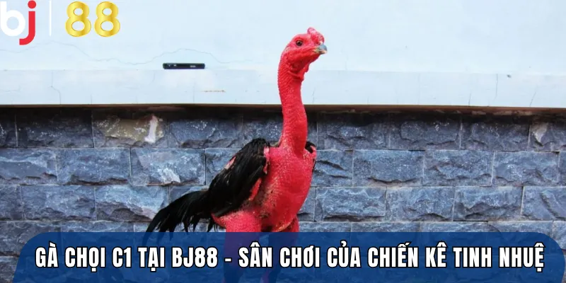 Gà chọi C1 tại BJ88 – Sân chơi của những chiến kê tinh nhuệ