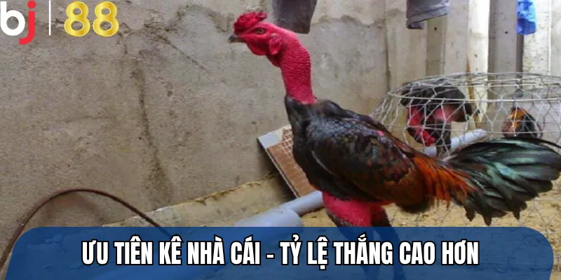 Ưu tiên kê nhà cái – tỷ lệ thắng cao hơn